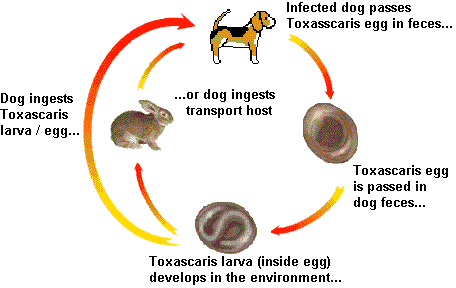 Parasites In Puppies Poop